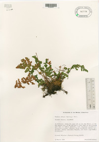 Woodsia obtusa image