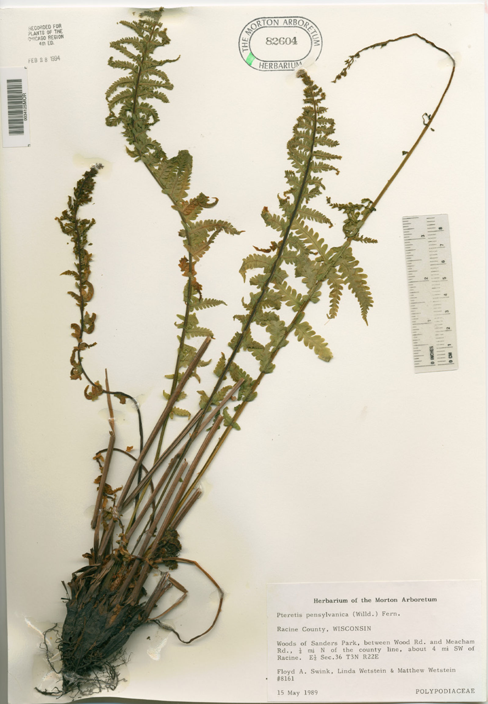 Pteretis pensylvanica image