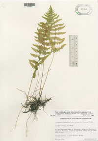 Thelypteris palustris var. pubescens image