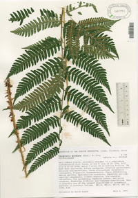 Dryopteris goldieana image