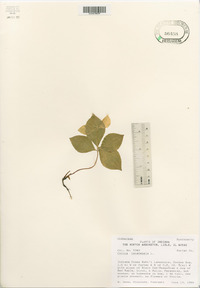 Cornus canadensis image