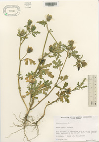 Hibiscus trionum image