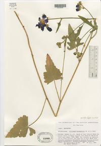 Callirhoe triangulata image