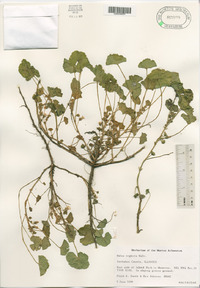 Malva neglecta image