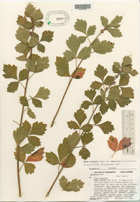 Rhus aromatica var. illinoensis image