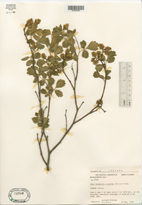 Rhus aromatica var. arenaria image