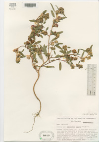 Sphaeralcea angusta image