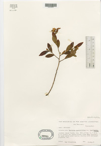 Vaccinium angustifolium image