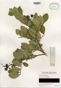 Vaccinium corymbosum image