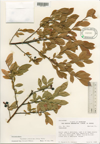 Vaccinium atrococcum image