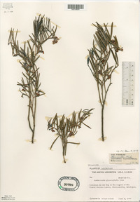 Andromeda polifolia image