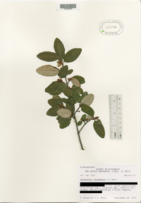 Shepherdia canadensis image