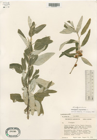 Elaeagnus angustifolia image