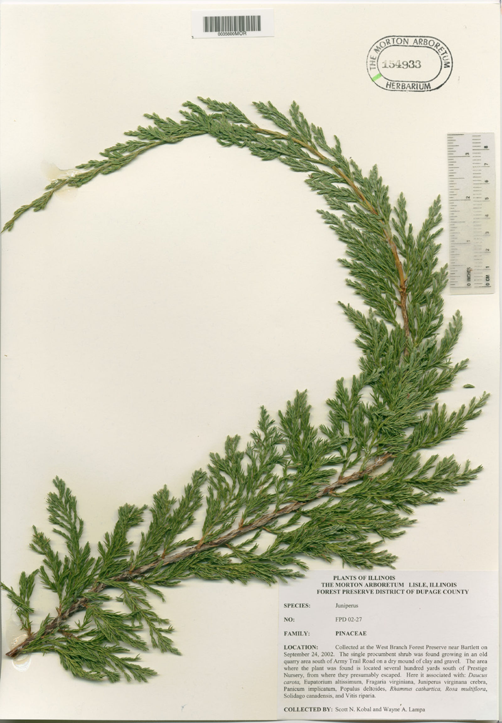 Juniperus procumbens image