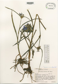 Tradescantia ohiensis image