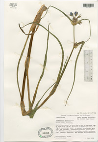 Tradescantia ohiensis image