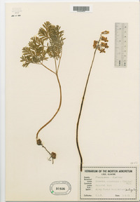 Dicentra canadensis image