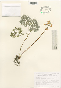 Dicentra canadensis image