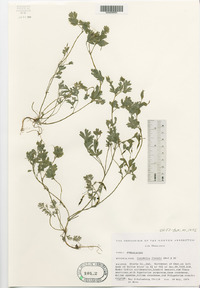 Corydalis flavula image