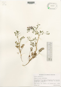 Fumaria officinalis image