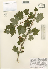 Ribes cynosbati image