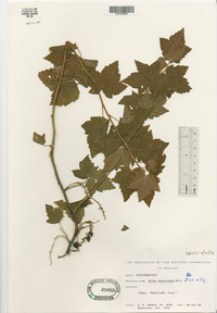 Ribes americanum image