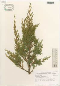 Juniperus virginiana var. crebra image