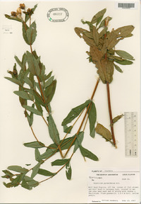 Hypericum ascyron subsp. pyramidatum image