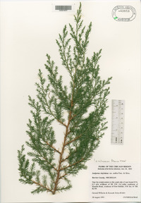 Juniperus virginiana var. crebra image