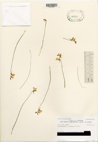 Utricularia cornuta image