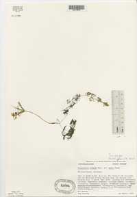Utricularia inflata var. minor image