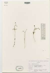 Utricularia inflata var. minor image