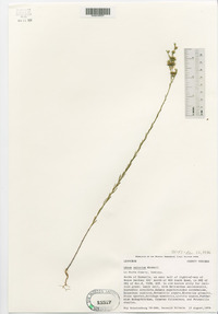 Linum sulcatum image