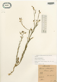 Linum usitatissimum image