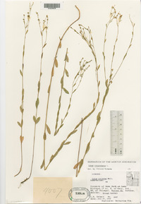 Linum virginianum image