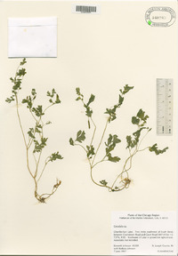 Corydalis flavula image