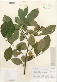 Lindera benzoin image