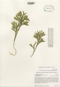 Dendrolycopodium dendroideum image