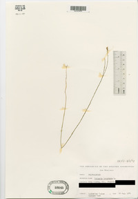 Polygala incarnata image