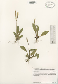 Plantago virginica image