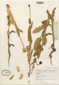 Papaver somniferum image