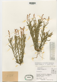 Polygala polygama var. obtusata image