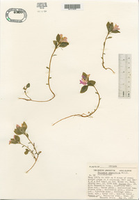 Polygaloides paucifolia image