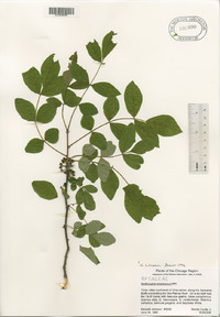 Zanthoxylum americanum image