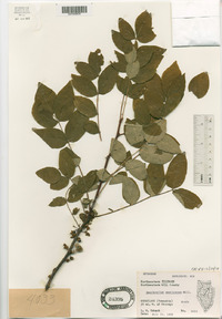 Zanthoxylum americanum image