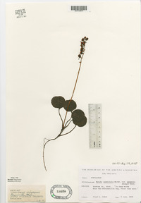 Pyrola asarifolia image