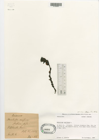 Monotropa uniflora image