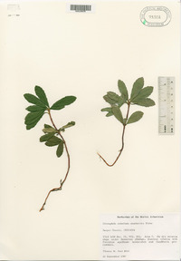 Chimaphila umbellata image