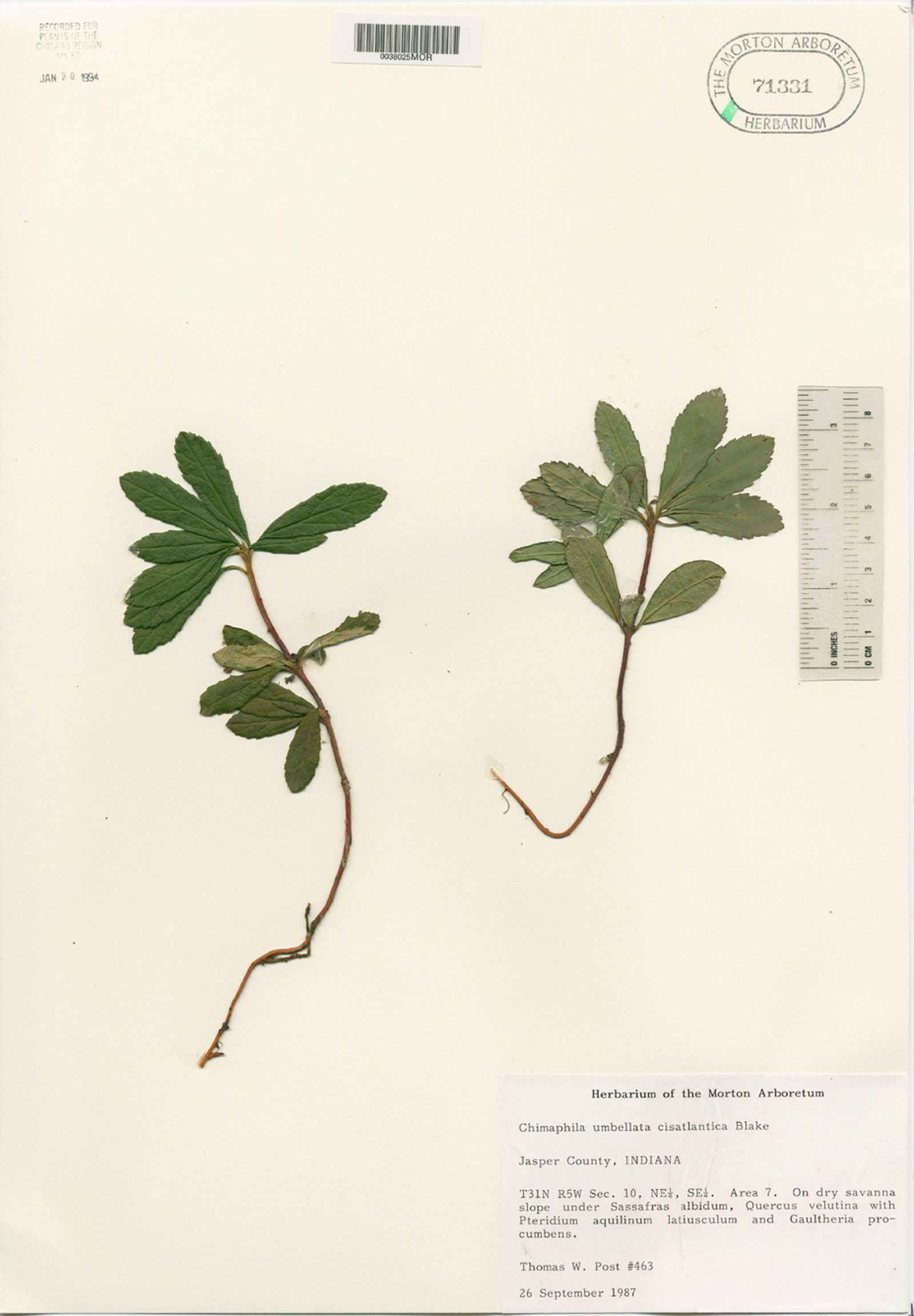 Chimaphila umbellata subsp. umbellata image
