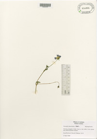 Nemophila menziesii image